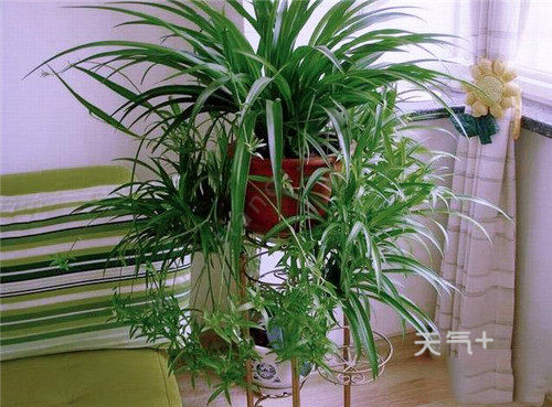 什么植物吸收甲醛最好 能吸收甲醛的室内植物有哪些
